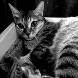 （分類：）位於 。 由 kathy_catt 提交（商品編號 1381640862，圖片 1）。簡介： 。