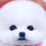 （分類：）位於 。 由 pinkybee1130 提交（商品編號 1164004019，圖片 1）。簡介： 。