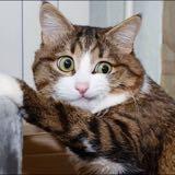 （分類：）位於 。 由 dash1983 提交（商品編號 1378151801，圖片 1）。簡介： 。