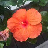 (Category: ) located in . Submitted by meta16 (Listing ID 1383911197, Image 1). Description: .