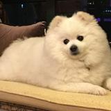 （分類：）位於 。 由 karriho 提交（商品編號 1380210583，圖片 1）。簡介： 。