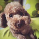 （分類：）位於 。 由 miumiudog 提交（商品編號 1317728860，圖片 1）。簡介： 。