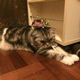 （分類：）位於 。 由 blushcat 提交（商品編號 257272318，圖片 1）。簡介： 。
