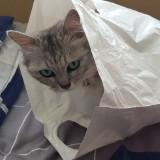 (Category: ) located in . Submitted by foxstar.arra (Listing ID 1350404696, Image 1). Description: .