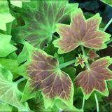 (Category: ) located in . Submitted by cm1973 (Listing ID 1380505647, Image 1). Description: .