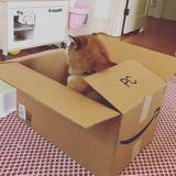 (Category: ) located in . Submitted by boxshiba (Listing ID 1351292485, Image 1). Description: .