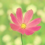 由 victoria041 (刊登 ID 1385737133，圖片 1) 提交，位於 的 (類別：)，說明：。