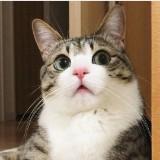 (Category: ) located in . Submitted by appleception (Listing ID 1204964700, Image 1). Description: .