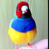 (Category: ) located in . Submitted by finchlover (Listing ID 1381539943, Image 1). Description: .