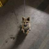 由 dh060221 (刊登 ID 1384777467，圖片 1) 提交，位於 的 (類別：)，說明：。