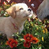 (Category: ) located in . Submitted by chere_ (Listing ID 1382962789, Image 1). Description: .