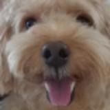 (Category: ) located in . Submitted by iceprincessy (Listing ID 1379044306, Image 1). Description: .