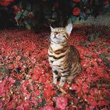 （分類：）位於 。 由 cinderella_bo 提交（商品編號 1337971159，圖片 1）。簡介： 。