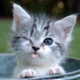 (Category: ) located in . Submitted by goodthingsgtg (Listing ID 1421634856, Image 1). Description: .