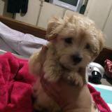 (Category: ) located in . Submitted by nugets (Listing ID 1237173764, Image 1). Description: .