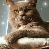 (Category: ) located in . Submitted by kittynoot (Listing ID 1442524131, Image 1). Description: .