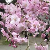 （分類：）位於 。 由 at1731 提交（商品編號 190818974，圖片 1）。簡介： 。