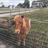 (Category: ) located in . Submitted by shopelevenponies (Listing ID 1209720831, Image 1). Description: .