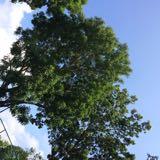 (Category: ) located in . Submitted by 6zerog (Listing ID 1360056743, Image 1). Description: .