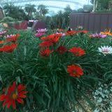 (Category: ) located in . Submitted by amberglow (Listing ID 1378910403, Image 1). Description: .