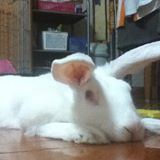 （分類：）位於 。 由 morning12345 提交（商品編號 1294550557，圖片 1）。簡介： 。
