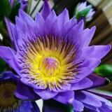 （分類：）位於 。 由 happy.love.life 提交（商品編號 1304527460，圖片 1）。簡介： 。