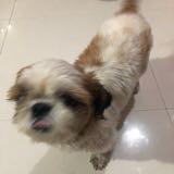 (Category: ) located in . Submitted by bamshie (Listing ID 1285879863, Image 1). Description: .