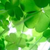 （分類：）位於 。 由 hehashopping 提交（商品編號 1384433134，圖片 1）。簡介： 。