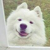 (Category: ) located in . Submitted by huskydweller (Listing ID 1376996822, Image 1). Description: .