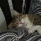 (Category: ) located in . Submitted by janrick (Listing ID 1341730058, Image 1). Description: .