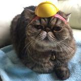 （分類：）位於 。 由 taiwoleung 提交（商品編號 1042917070，圖片 1）。簡介： 。