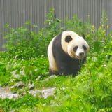 （分類：）位於 。 由 agwyneth 提交（商品編號 1384938180，圖片 1）。簡介： 。