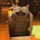 （分類：）位於 。 由 ckm_kelly 提交（商品編號 1188040530，圖片 1）。簡介： 。