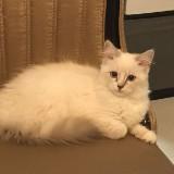 (Category: ) located in . Submitted by xkitkat (Listing ID 1468763976, Image 1). Description: .