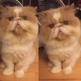 （分類：）位於 。 由 qqmaowmaow 提交（商品編號 1370236612，圖片 1）。簡介： 。