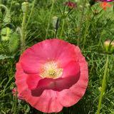 (Kategori: ) berada di . Dikirim oleh baby_mommy (ID iklan 1290118252, Gambar 1). Deskripsi: .