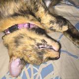 (Category: ) located in . Submitted by fatanecotr (Listing ID 1374462212, Image 1). Description: .