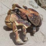 (Category: ) located in . Submitted by brightfire (Listing ID 1380918473, Image 1). Description: .