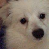 (Category: ) located in . Submitted by Goodlobang (Listing ID 1378297074, Image 1). Description: .
