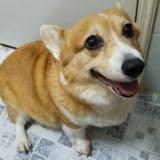 （分類：）位於 。 由 grigg 提交（商品編號 1280060080，圖片 1）。簡介： 。