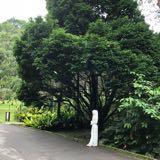 (Category: ) located in . Submitted by suciaisya (Listing ID 1177305998, Image 1). Description: .