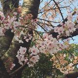 （分類：）位於 。 由 starrybeauteee 提交（商品編號 1380427168，圖片 1）。簡介： 。