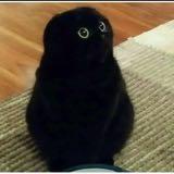 （分類：）位於 。 由 cat_ta_holic 提交（商品編號 1368701979，圖片 1）。簡介： 。