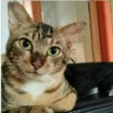 (Kategori: ) berada di . Dikirim oleh scd.catlogue (ID iklan 1377997866, Gambar 1). Deskripsi: .