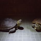 （分類：）位於 。 由 frenziedddd 提交（商品編號 1383934155，圖片 1）。簡介： 。