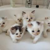 (Category: ) located in . Submitted by encik.saja (Listing ID 1456876107, Image 1). Description: .
