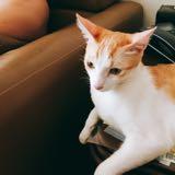 由 jacce (刊登 ID 1327056542，圖片 1) 提交，位於 的 (類別：)，說明：。
