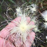 由 flowheart (刊登 ID 1351819999，圖片 1) 提交，位於 的 (類別：)，說明：。