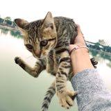 （分類：）位於 。 由 llquip 提交（商品編號 1214549355，圖片 1）。簡介： 。