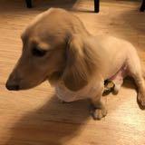 （分類：）位於 。 由 little_tkf 提交（商品編號 1339182825，圖片 1）。簡介： 。